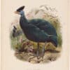 Elliot Pl. 29, Cassin's Guinea-Fowl