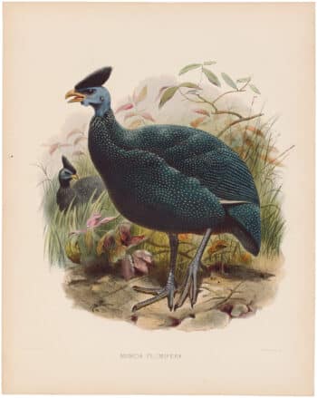 Elliot Pl. 29, Cassin's Guinea-Fowl