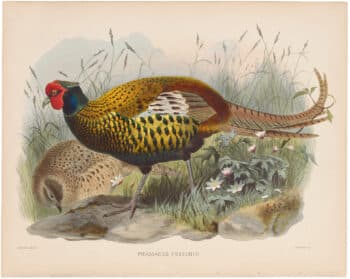 Elliot Pl. 31, Yarkand Pheasant