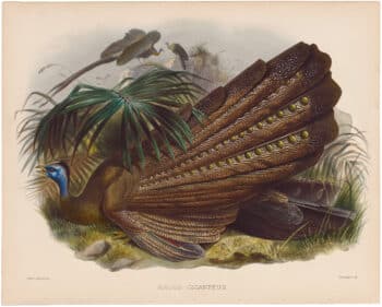Elliot Pl. 32, Great Argus Pheasant