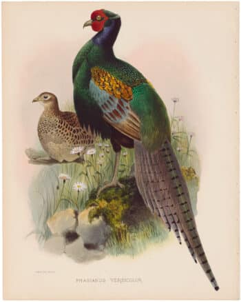 Elliot Pl. 33, Japanese Pheasant