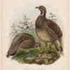 Elliot Pl. 35, Mou-pin Pheasant