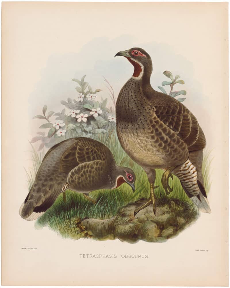 Elliot Pl. 35, Mou-pin Pheasant