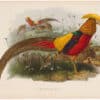 Elliot Pl. 36, Golden Pheasant