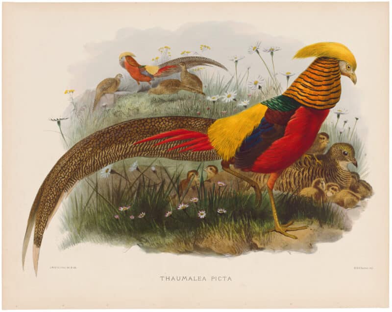 Elliot Pl. 36, Golden Pheasant