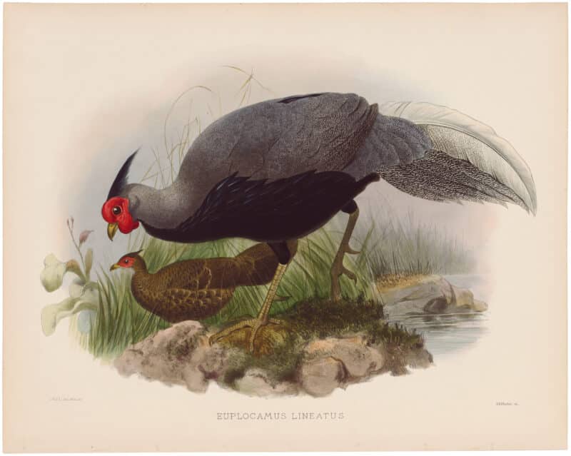 Elliot Pl. 37, Lineated Pheasant