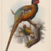 Elliot Pl. 38, Green-back Golden Pheasant