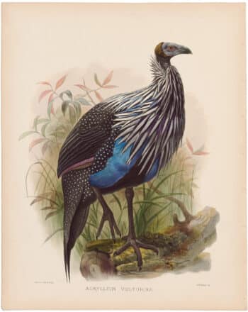Elliot Pl. 43, Vulturine Guinea-fowl
