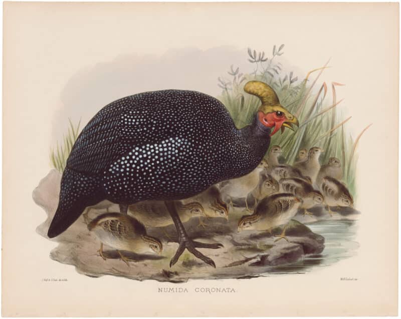 Elliot Pl. 44, Crowned Guinea-Fowl