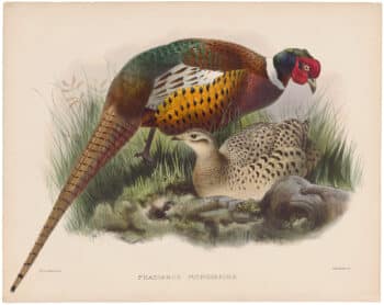 Elliot Pl. 46, Mongolian Pheasant