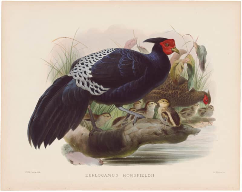 Elliot Pl. 49, Horsfield's Kaleege