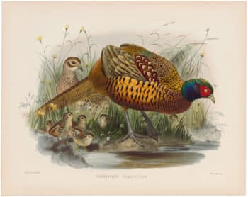 Elliot Pl. 50, Common Pheasant