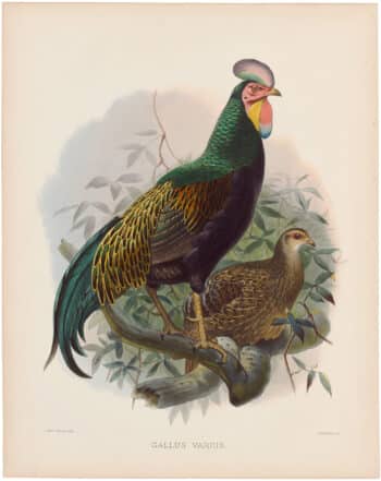 Elliot Pl. 51, Fork-tailed Jungle-fowl