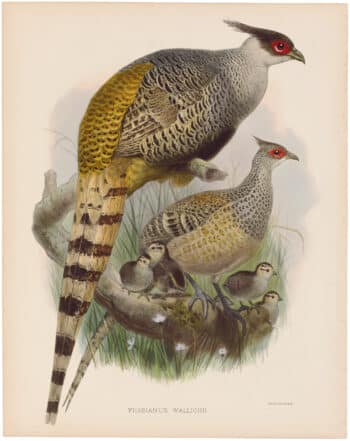 Elliot Pl. 52, Wallich's Pheasant