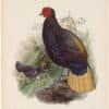 Elliot Pl. 53, Bornean Fireback Pheasant