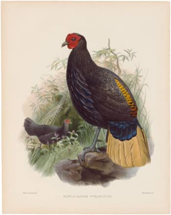 Elliot Pl. 53, Bornean Fireback Pheasant