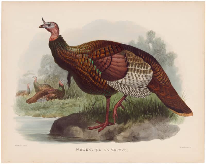 Elliot Pl. 54, Wild Turkey