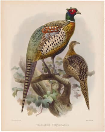 Elliot Pl. 55, Formosan Pheasant