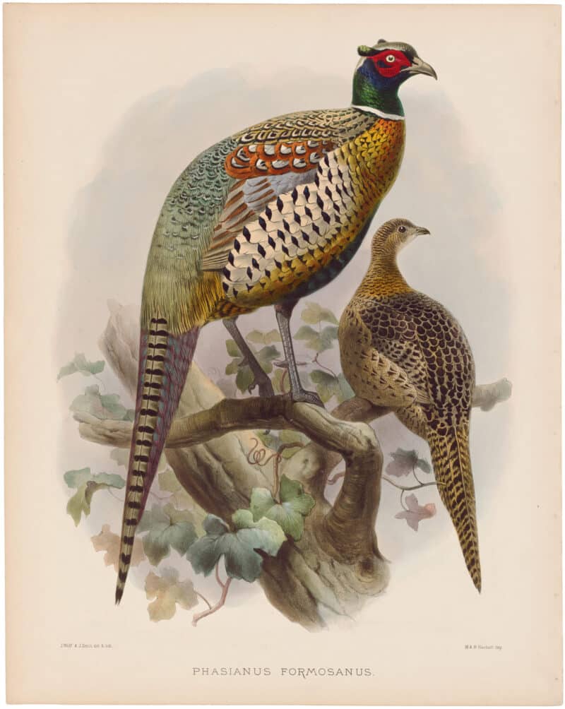 Elliot Pl. 55, Formosan Pheasant