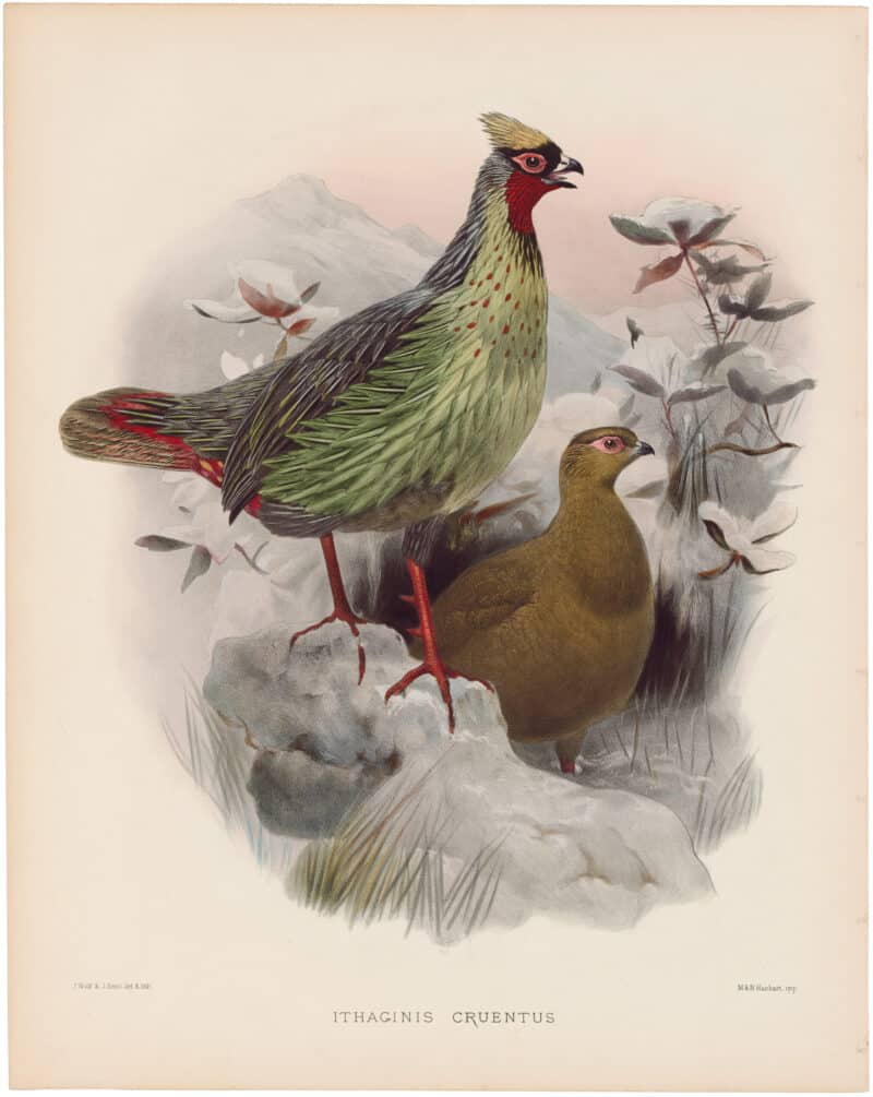 Elliot Pl. 56, Blood Pheasant