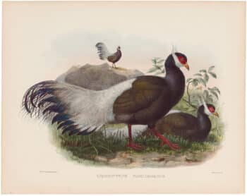 Elliot Pl. 57, Mantchurian Eared Pheasant