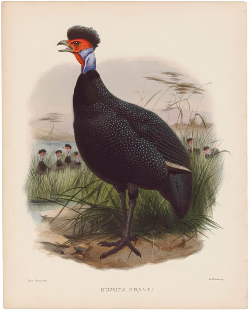 Elliot Pl. 59, The Kiroro Guinea-Fowl