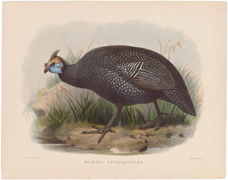 Elliot Pl. 60, Abyssinian Guinea-Fowl