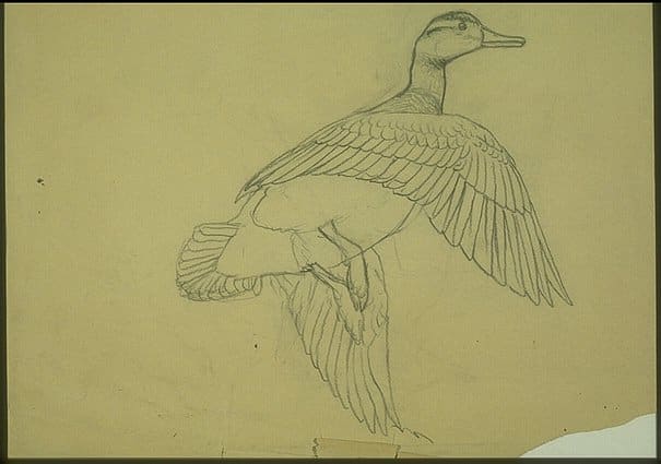 Black Duck, Graphite preliminary sketch on paper, Cornell University Rare and Manuscript Collections.