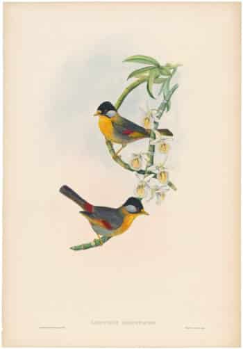 Gould Birds of Asia Vol IV, Pl. 16, Silver-eared Leiothrix