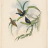 Gould Birds of Asia Vol II, Pl. 32, Asiatic Sun-Bird