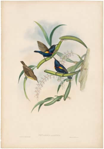 Gould Birds of Asia Vol II, Pl. 32, Asiatic Sun-Bird