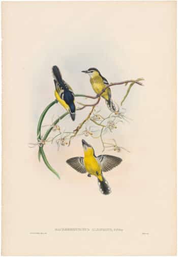 Gould Birds of Asia Vol III, Pl. 37, Allied Trochalopteron
