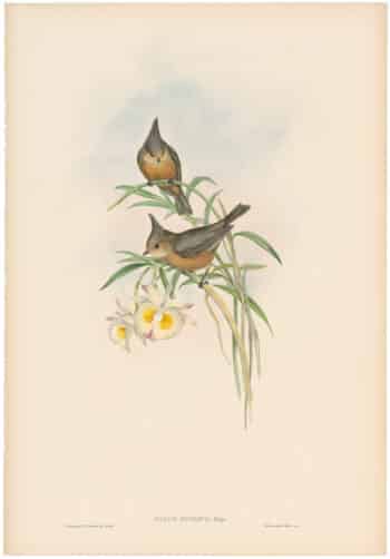 Gould Birds of Asia Vol II, Pl. 58, Grey Tit
