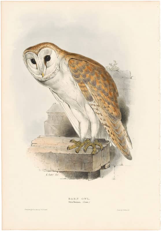 Lear Birds of Europe Pl. 36, Barn Owl