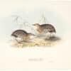 Gould Birds of Europe, Pl. 264 Andalusian Turnix