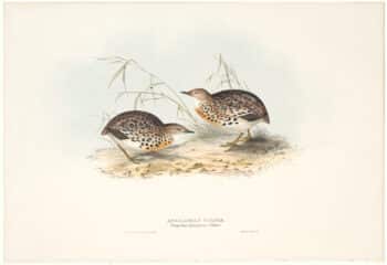 Gould Birds of Europe, Pl. 264 Andalusian Turnix
