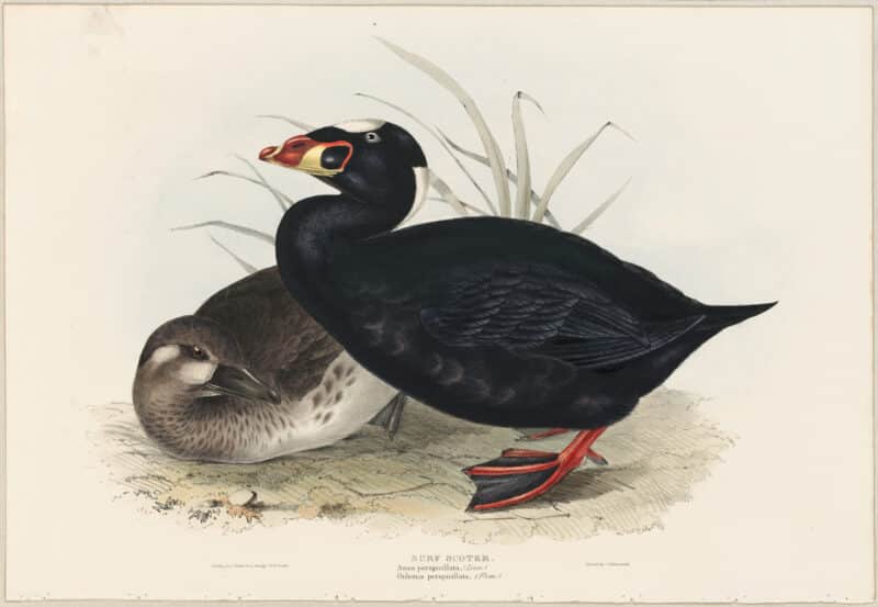 Gould Birds of Europe, Pl. 376 Surf Scoter