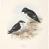 Gould Birds of Europe, Pl. 402 Little Auk