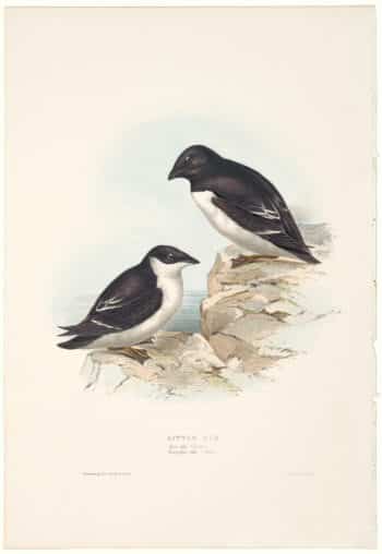 Gould Birds of Europe, Pl. 402 Little Auk