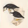 Gould Birds of Europe, Pl. 403 Puffin