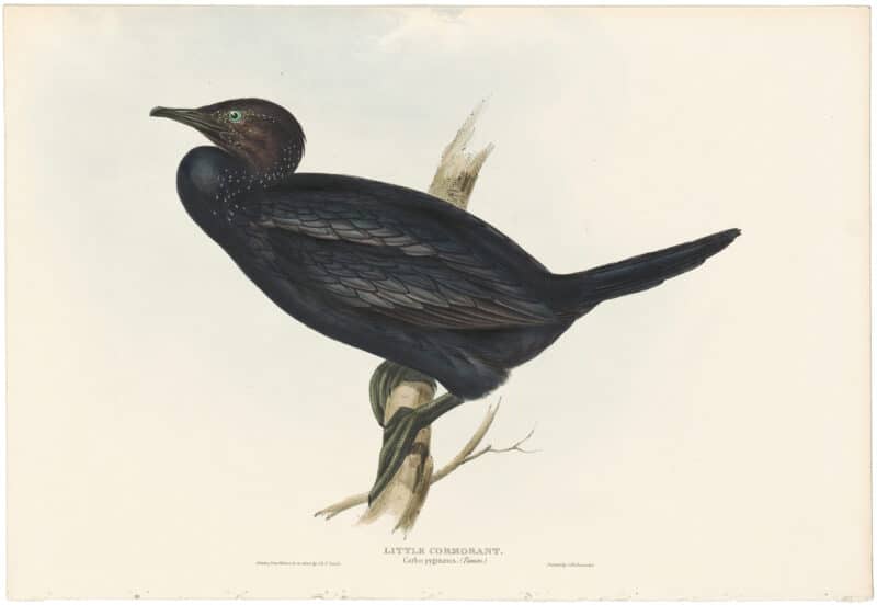 Gould Birds of Europe, Pl. 409 Little Cormorant
