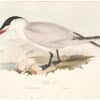 Gould Birds of Europe, Pl. 414 Caspian Tern
