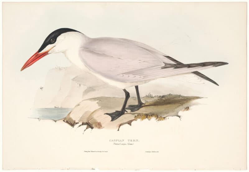 Gould Birds of Europe, Pl. 414 Caspian Tern