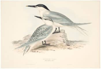 Gould Birds of Europe, Pl. 415 Sandwich Tern