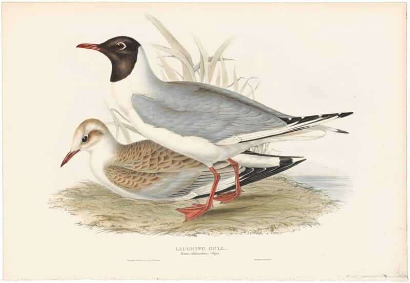 Gould Birds of Europe, Pl. 425 Laughing Gull