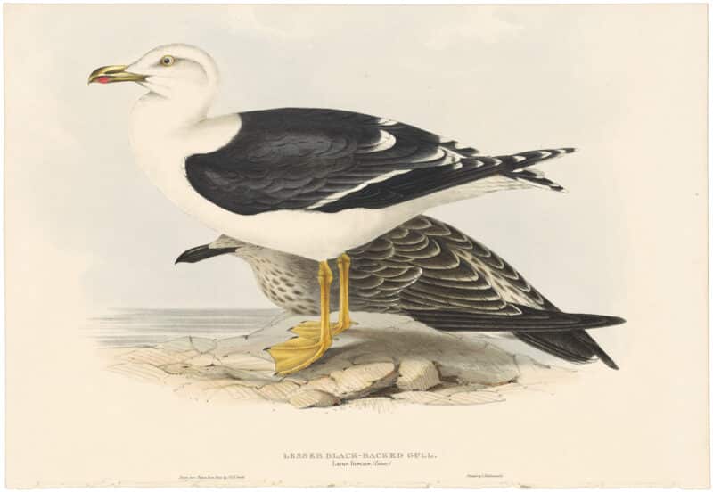 Gould Birds of Europe, Pl. 431 Lesser Black-backed Gull