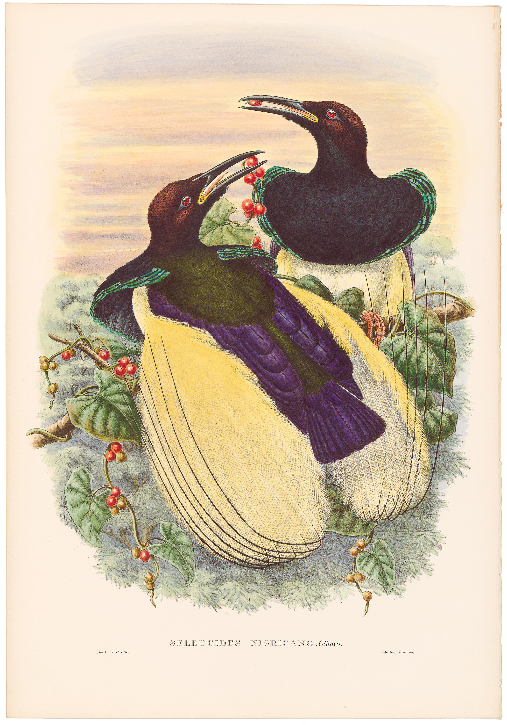 Gould Birds of Paradise Pl. 9, Twelve-wired Bird of Paradise