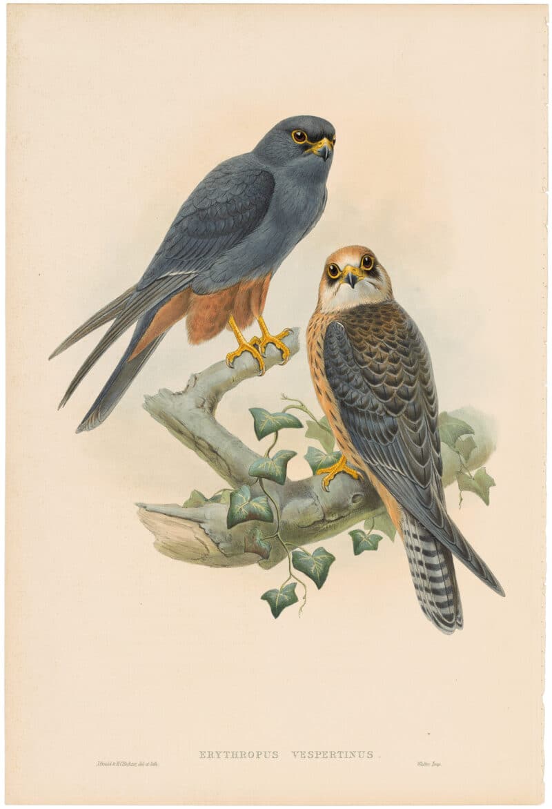 Gould Birds of Great Britain, Pl. 20, Red-footed Falcon
