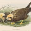 Gould Birds of Great Britain, Pl. 25, Marsh Harrier (young)