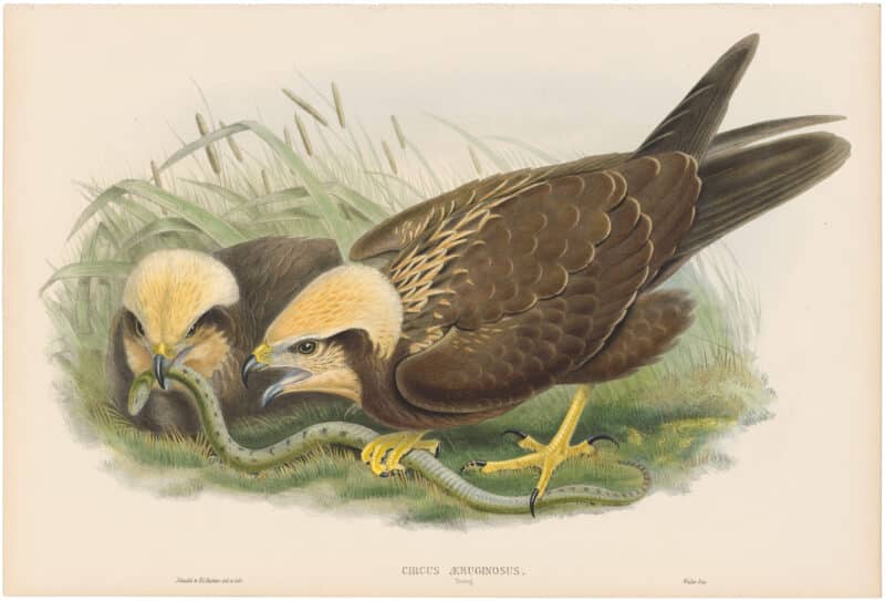 Gould Birds of Great Britain, Pl. 25, Marsh Harrier (young)